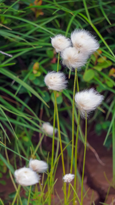 Photography titled "Tundra Cotton Flowe…" by Igzotic, Original Artwork