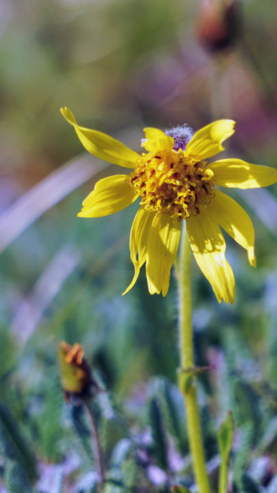 Photography titled "Alpine Arnica" by Igzotic, Original Artwork