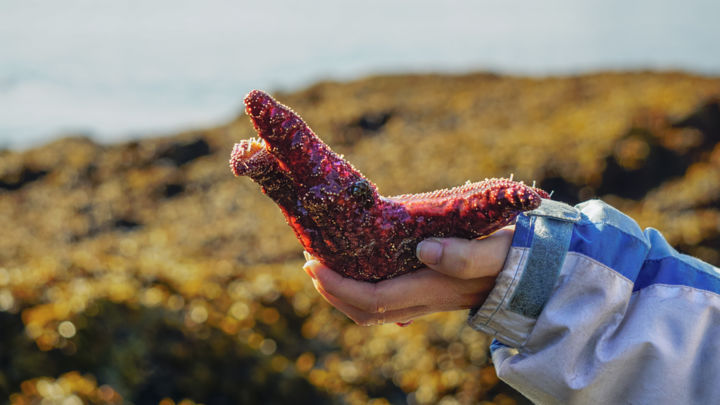 Fotografie mit dem Titel "Starfish In Hand" von Igzotic, Original-Kunstwerk, Digitale Fotografie