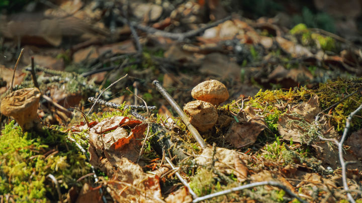 Fotografie getiteld "Small Fungus" door Igzotic, Origineel Kunstwerk, Digitale fotografie