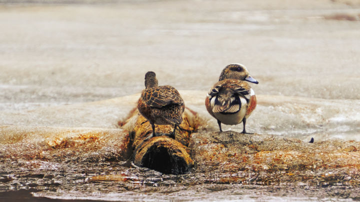 Photography titled "Spring Wigeons" by Igzotic, Original Artwork, Digital Photography