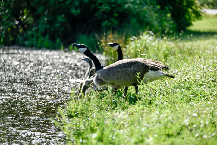 Photography titled "Goose Family" by Igzotic, Original Artwork, Digital Photography