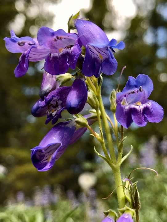 Photography titled "Whipple’s Penstemon" by Igzotic, Original Artwork, Digital Photography