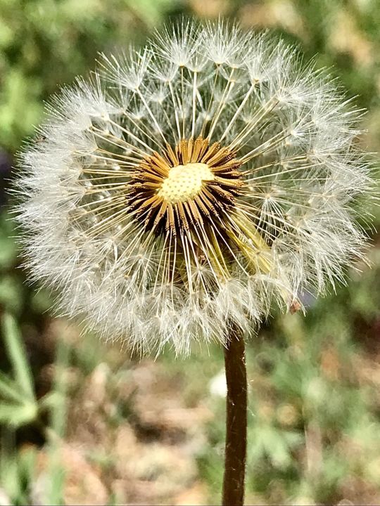 Photography titled "Dandelion" by Igzotic, Original Artwork, Digital Photography