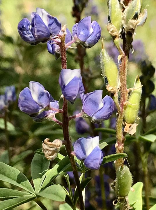 Photography titled "Silver Lupine" by Igzotic, Original Artwork, Digital Photography