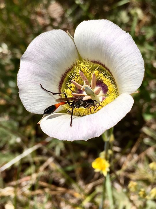 Photography titled "Mariposa Lily Wildf…" by Igzotic, Original Artwork, Digital Photography
