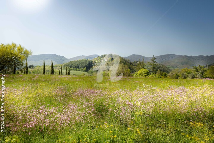 Fotografía titulada "Primavera Toscana" por Ilesh, Obra de arte original, Fotografía digital