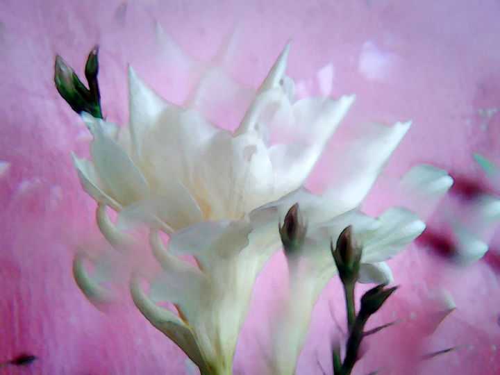 Fotografie mit dem Titel "oleander fragrant" von Ilona Surrey, Original-Kunstwerk