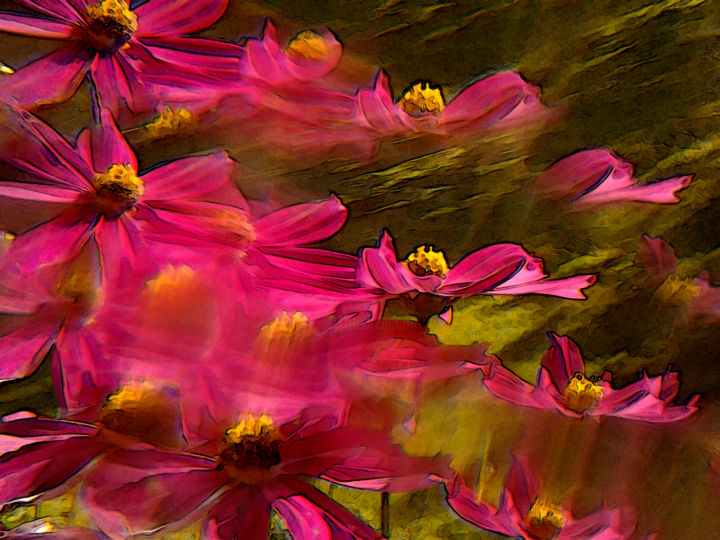 Fotografie getiteld "Cosmeen flowers in…" door Ilona Surrey, Origineel Kunstwerk, Digitale fotografie