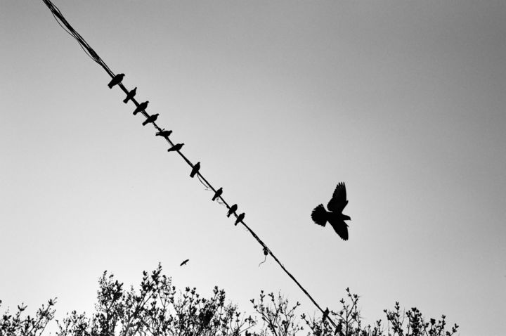 Фотография под названием "Birds" - Julia Varezhkina, Подлинное произведение искусства, Пленочная фотография