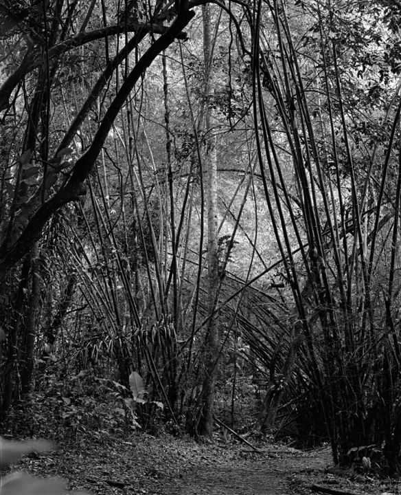 Photography titled "Bambou" by Bernard Bosc, Original Artwork