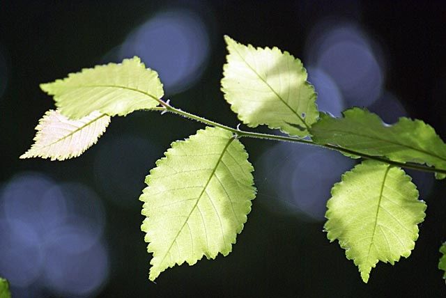 Photography titled "Branche feuilles ve…" by François Kieffer, Original Artwork