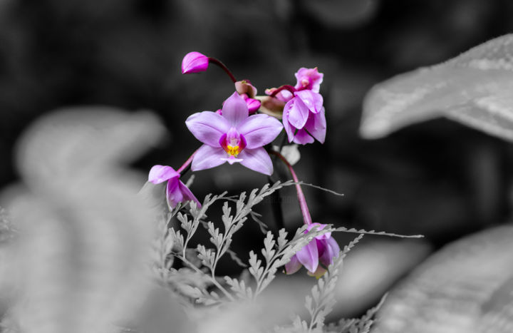 Photography titled "Wild Orchid" by Debra Casey, Original Artwork, Digital Photography