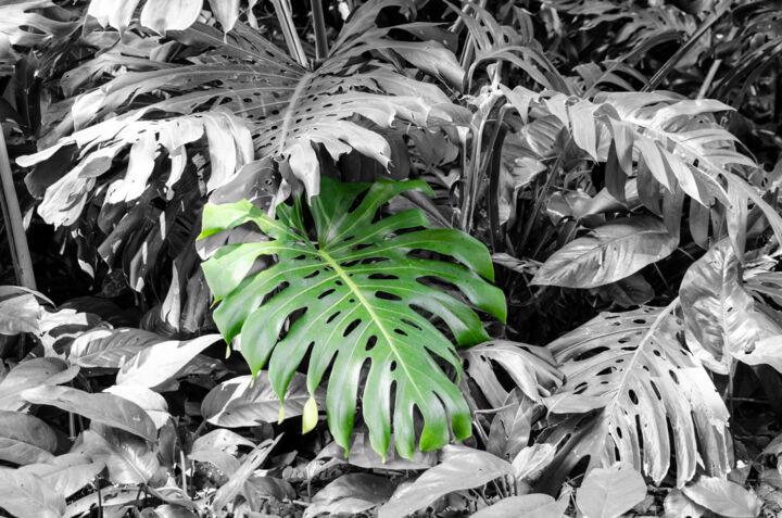 Photographie intitulée "Monstera Plant" par Debra Casey, Œuvre d'art originale, Photographie numérique