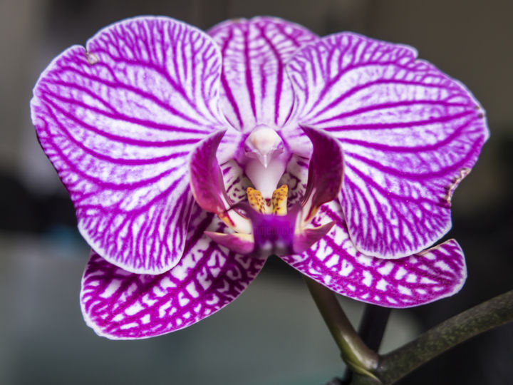 Photographie intitulée "fleur-aigle" par Stéphane Maucci, Œuvre d'art originale