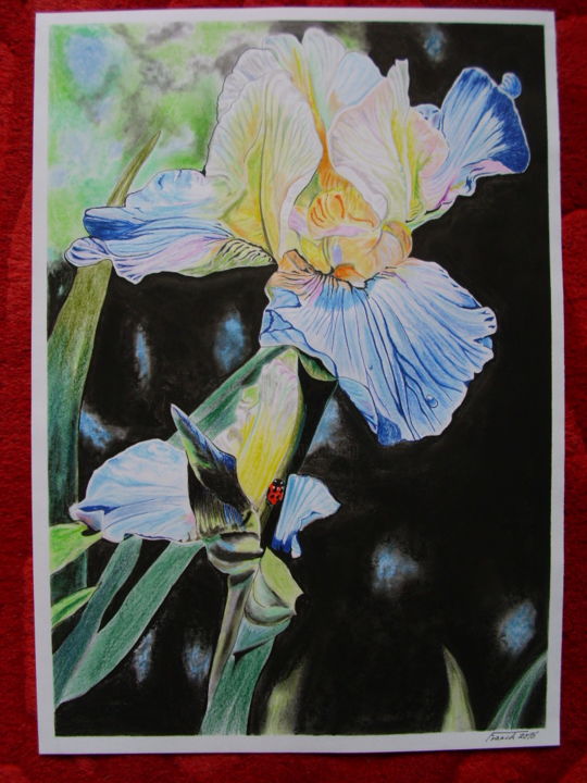 Fleur Iris, Dibujo por Franck Lepeuple | Artmajeur