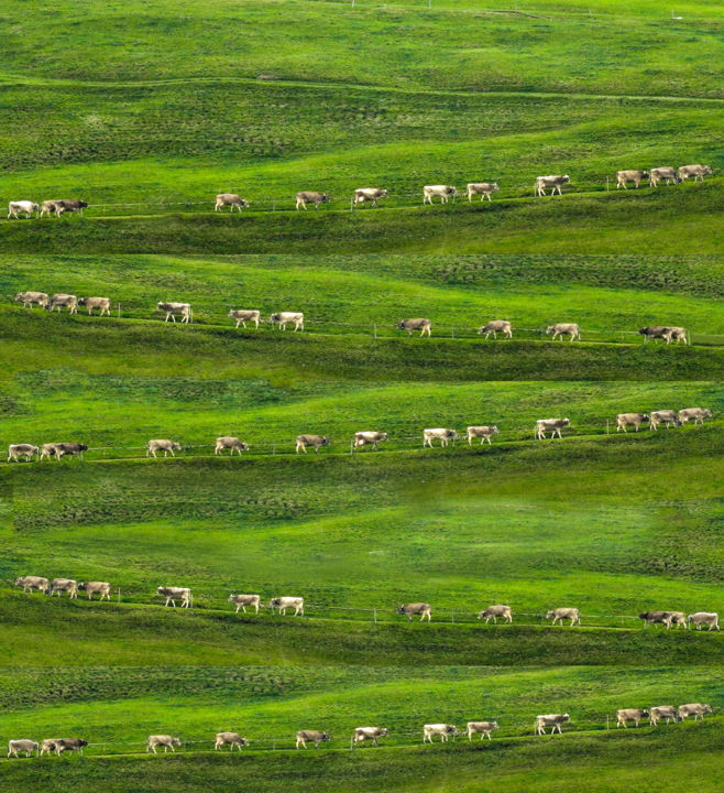 Fotografie mit dem Titel "Cow Trail" von Lara Lind, Original-Kunstwerk, Digitale Fotografie