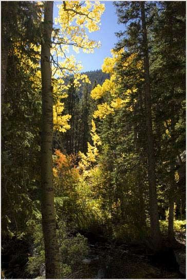 Photographie intitulée "Autumn in the Rocki…" par Inge Kraus, Œuvre d'art originale