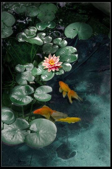 Photography titled "Oriental Lilly Pond" by Inge Kraus, Original Artwork