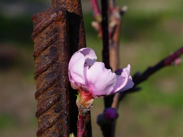 Photography titled "peach blossom" by Inka, Original Artwork