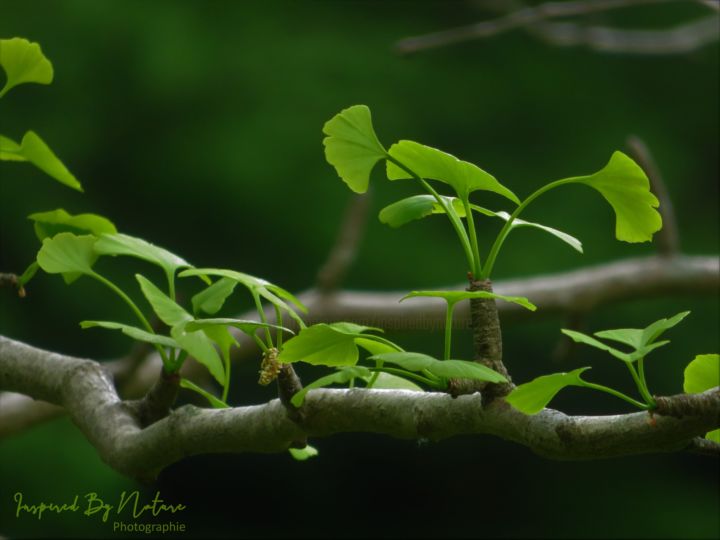 제목이 "Vegetal 2"인 사진 Inspired By Nature로, 원작, 디지털