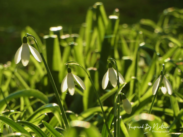 "Vegetal 26" başlıklı Fotoğraf Inspired By Nature tarafından, Orijinal sanat, Dijital Fotoğrafçılık