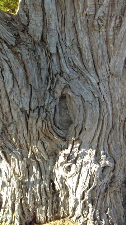 Fotografia zatytułowany „écorce d arbre en é…” autorstwa Dany Fantoli, Oryginalna praca, Fotografia nie manipulowana