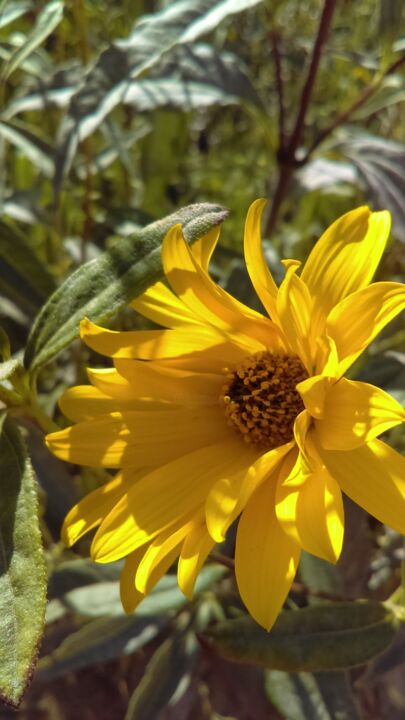 Photographie intitulée "soleil de jardin" par Dany Fantoli, Œuvre d'art originale, Photographie non manipulée