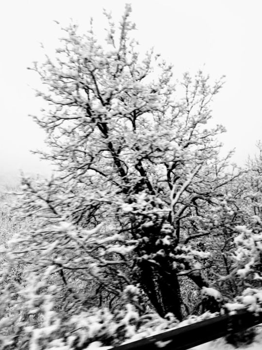 Φωτογραφία με τίτλο "black & white tree" από Zanet, Αυθεντικά έργα τέχνης,