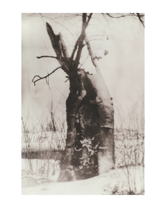 Fotografia intitolato "The old tree" da Ira Kolominova, Opera d'arte originale, Stampa a pellicola