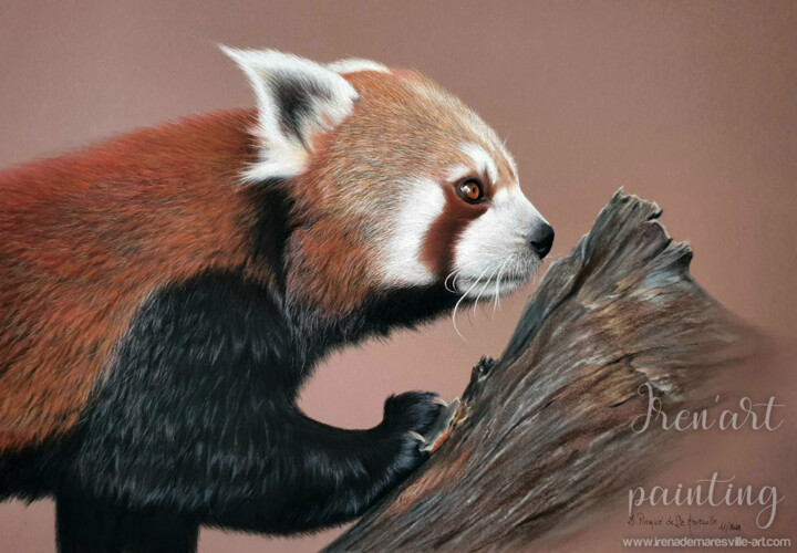 Painting titled "Le Panda Roux" by Iren'Art Painting, Original Artwork, Pastel