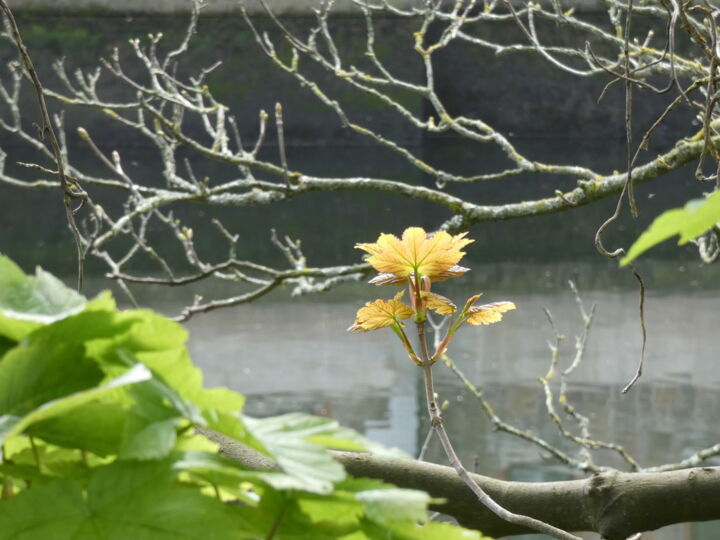 Photography titled "Branch on the Lee r…" by Irénée B, Original Artwork, Non Manipulated Photography