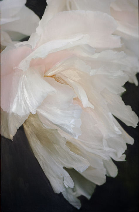 「White tree peony」というタイトルの写真撮影 Irina Dotterによって, オリジナルのアートワーク, 操作する ウッドストレッチャーフレームにマウント