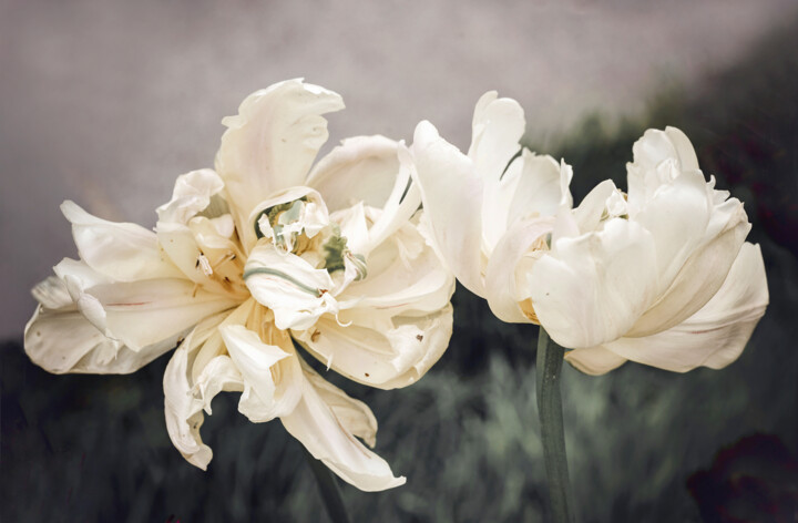 Фотография под названием "Пара белых тюльпанов" - Irina Dotter, Подлинное произведение искусства, Манипулированная фотографи…