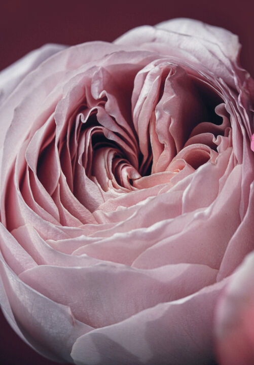 Photographie intitulée "Bourgeon rose" par Irina Dotter, Œuvre d'art originale, Photographie manipulée