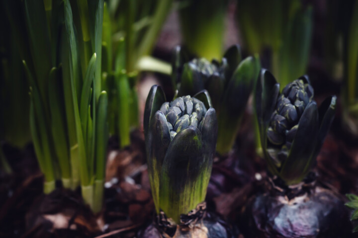 Photography titled "Blue hyacinths" by Irina Dotter, Original Artwork, Digital Photography