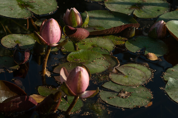 Фотография под названием "Nénuphars en fleurs…" - Irina Dotter, Подлинное произведение искусства, Не манипулируемая фотограф…