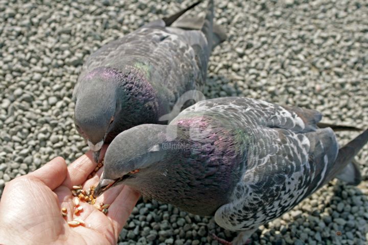 "Zen and pigeons" başlıklı Fotoğraf Ora tarafından, Orijinal sanat