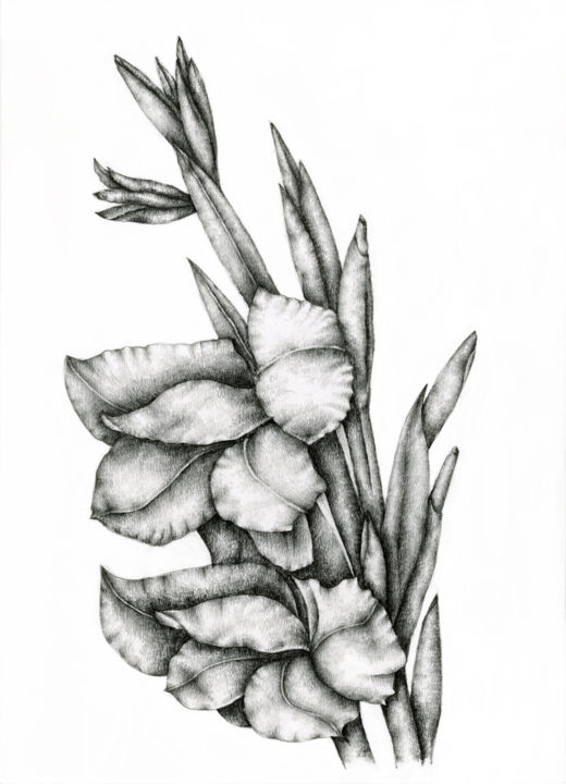 Drawing titled "Gladiolus" by Irina Laskin, Original Artwork, Graphite