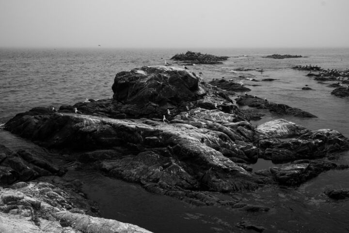 Photographie intitulée "Seagulls Aniva ligh…" par Irina Ten, Œuvre d'art originale, Photographie numérique