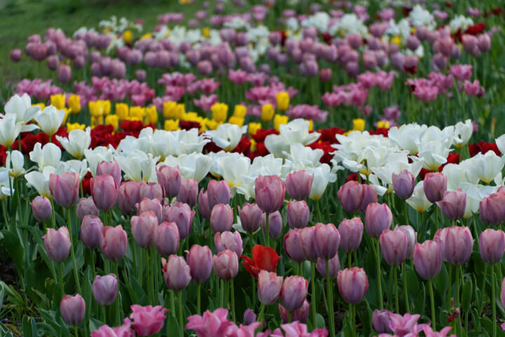 Photography titled "Tulips in the park" by Irina Bbota, Original Artwork, Digital Photography