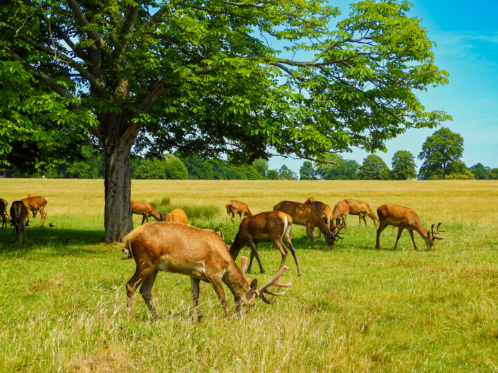 Fotografia zatytułowany „Deers in Richmond P…” autorstwa Irina Bbota, Oryginalna praca, Fotografia cyfrowa