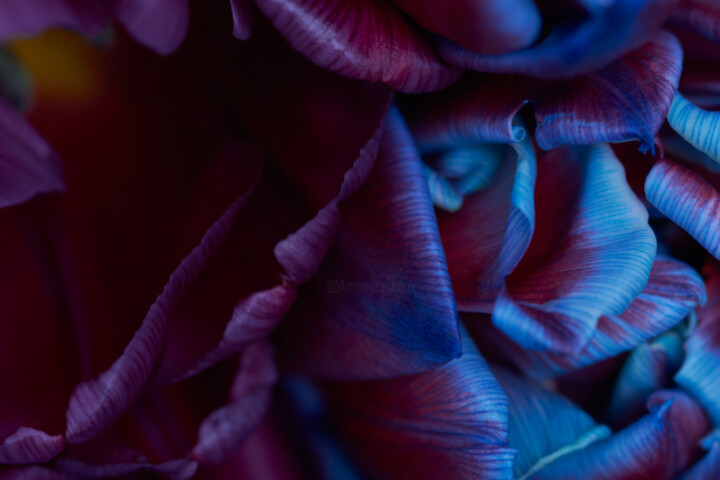 Photographie intitulée "maroon-blue" par Iryna Domashenko, Œuvre d'art originale, Photographie non manipulée