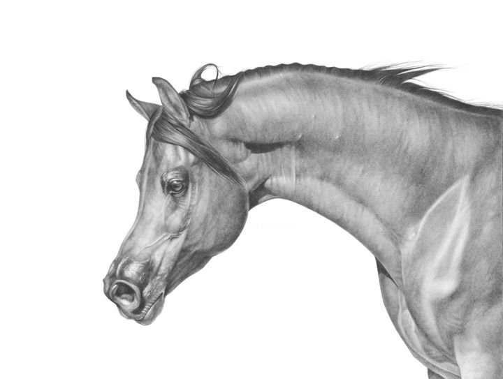 Рисунок под названием "Arabian Stallion" - Irynahorseart, Подлинное произведение искусства, Карандаш
