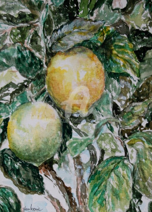 Painting titled "Limones" by Isabelle Jacq (Gamboena), Original Artwork, Watercolor