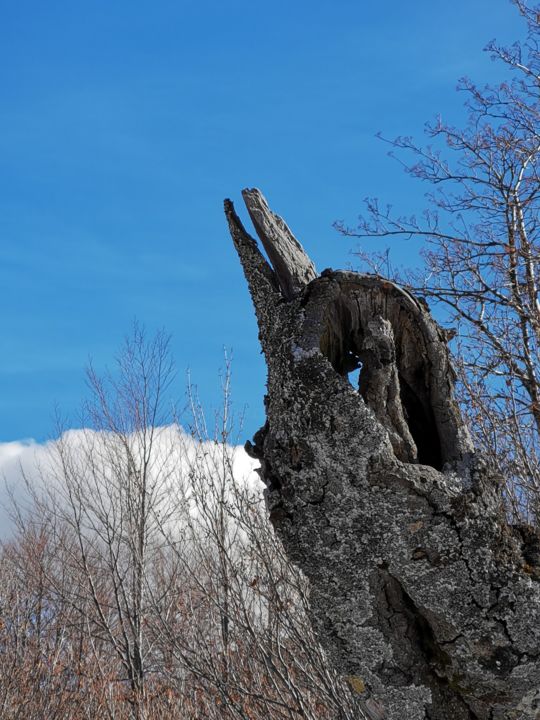 Photography titled "L'etourneau Corse" by Isabelle Pautrot, Original Artwork, Non Manipulated Photography