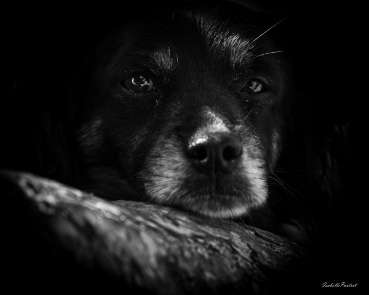 Fotografia zatytułowany „Tina” autorstwa Isabelle Pautrot, Oryginalna praca, Fotografia cyfrowa