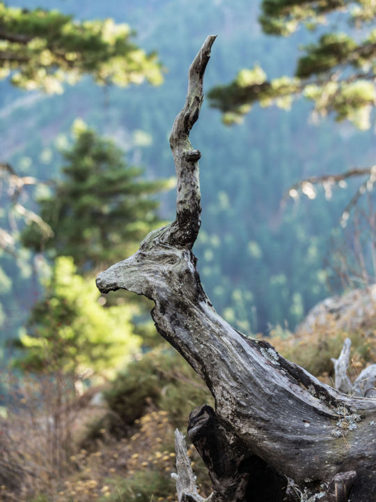 Photographie intitulée "Antilope 2018" par Isabelle Pautrot, Œuvre d'art originale, Photographie numérique