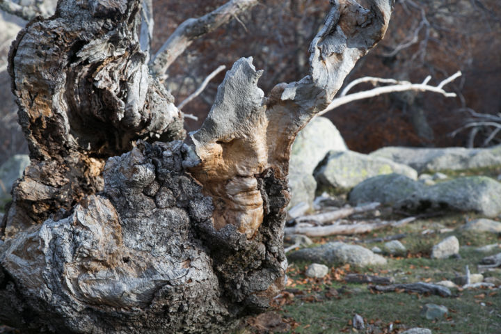 Photography titled "Le dormeur de souche" by Isabelle Pautrot, Original Artwork