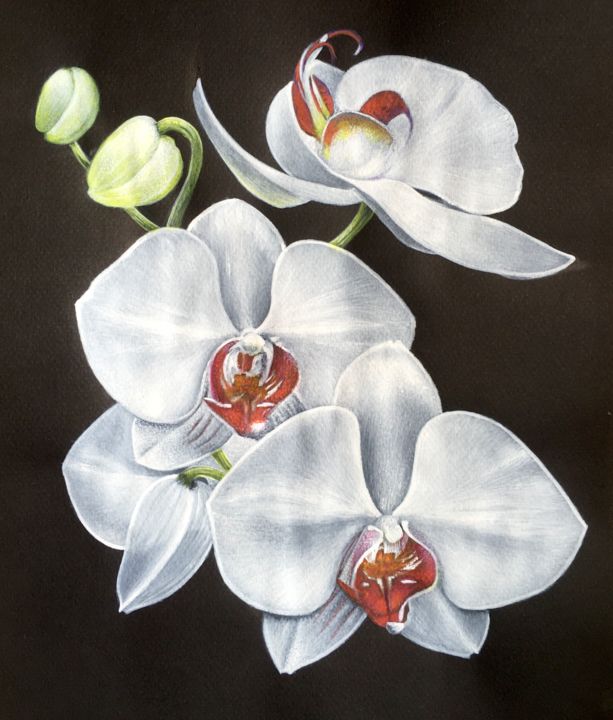 Painting titled "Orchidées" by Isabelle Molinard, Original Artwork, Acrylic